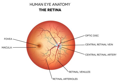 Human eye anatomy the retina